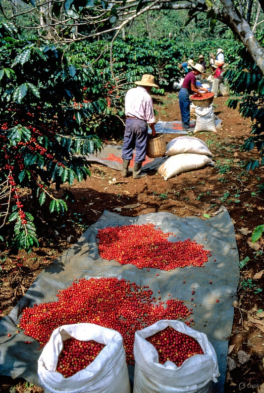 Colombia - SWP DECAF (MED)