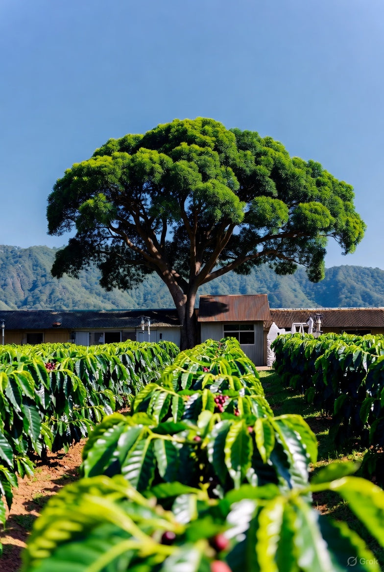 Colombia - Natural Process (MED-LT) - SALE ENDS FEB 28th