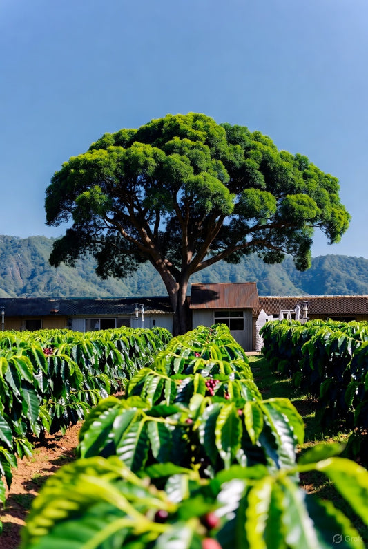 Colombia - Natural Process (MED-LT)