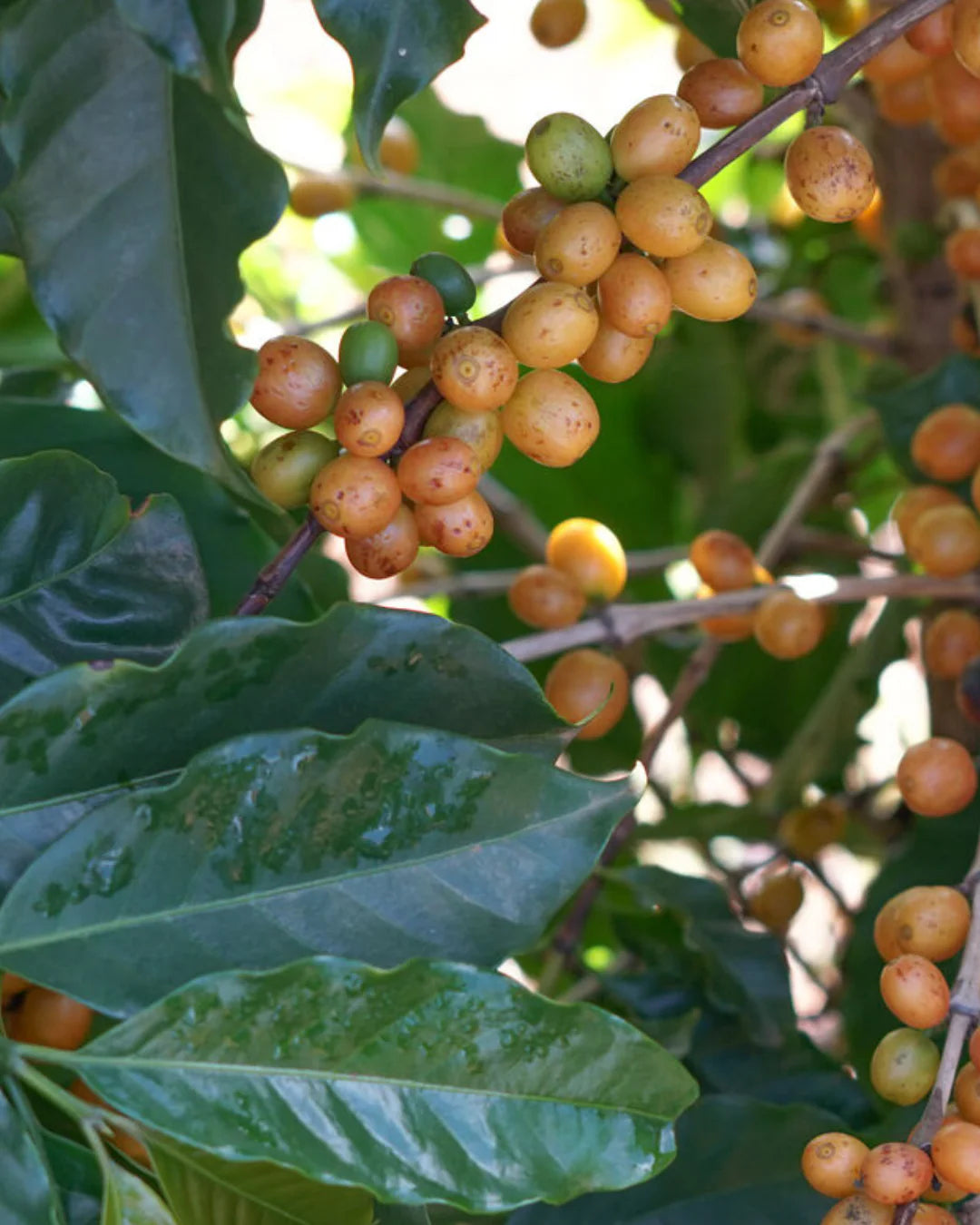 Brazil - Natural Process (MED)